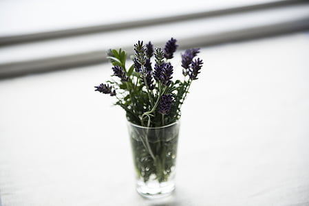 green leafed plant in clear drinking glass thumbnail
