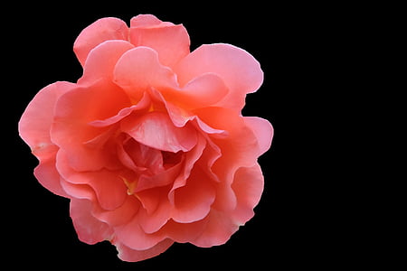 close-up photo of pink rose flower thumbnail