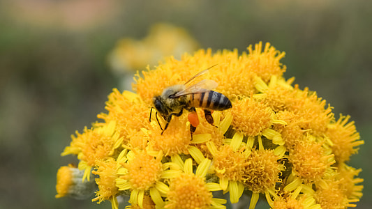 honey bee perching on yellow flower in close-up photography thumbnail