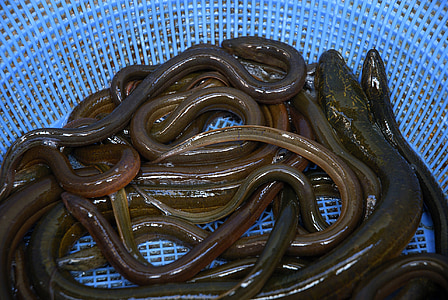 several eels on basket thumbnail