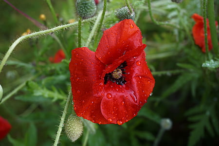 closeup photo of red petaled flowers thumbnail