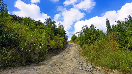 pathway in the middle of forest during daytime thumbnail
