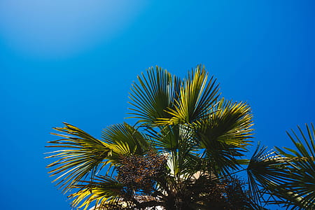 Low Angle Photography of Palm Leaves thumbnail