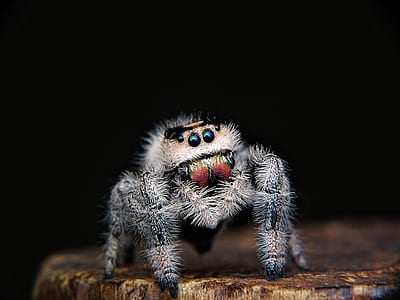 closeup photo of gray spider thumbnail