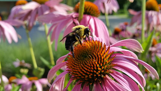 selective focus photography of bee perched on pink petaled flower thumbnail