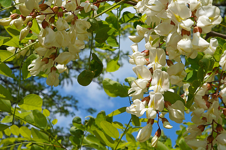 green leaved tree with white flowers under sunny sky thumbnail