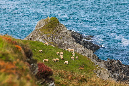 herd of sheep on grass field near rock cliff and body of water thumbnail