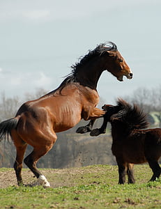 two brown horse at daytime thumbnail