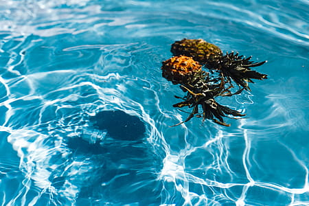 Pineapple in a swimming pool thumbnail