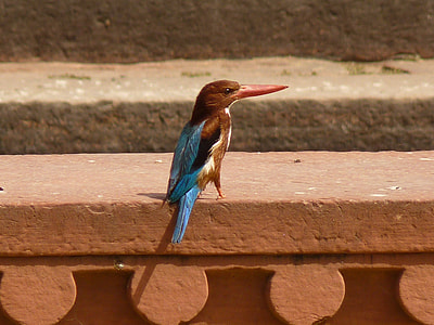Kingfisher, India thumbnail