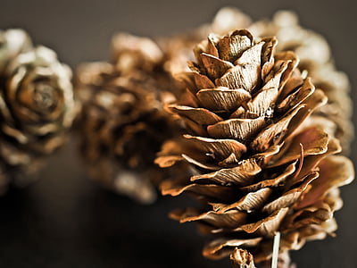 focus photography of pine cone thumbnail