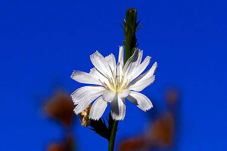 Flower of a chicory plant. Roots of the chicory plant were uses to mix with coffee to stretch a short supple of coffee. In some places the Chicory roots were used as a substitiute for coffee altogether when there were no coffee available. Chicory roots have a similar flavor as coffee but do not contain caffeine. thumbnail