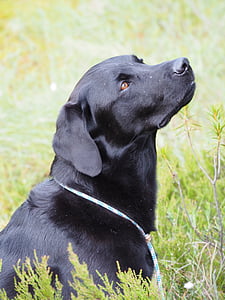 adult black Labrador retriever on green grass field thumbnail