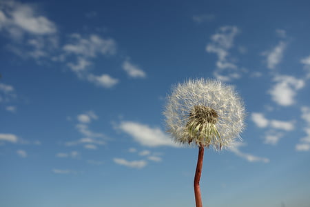 rule of thirds photography of dandelion thumbnail