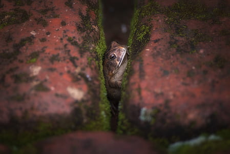 closeup photo of brown frog thumbnail