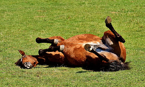 horse laying down on grass thumbnail