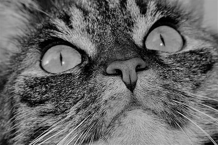 close-up photography of tabby cat thumbnail