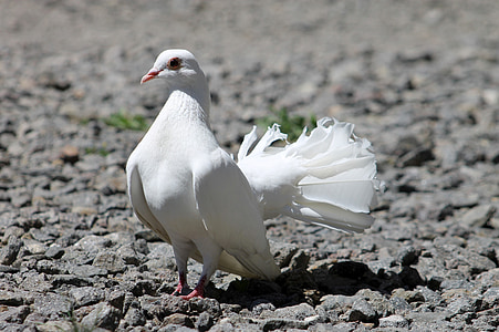 close up photography of white fantail pigeon thumbnail