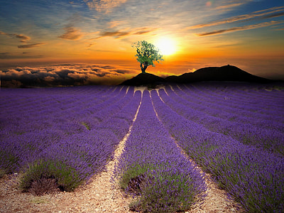 photo of purple petaled flowers in a flower field during golden hour thumbnail