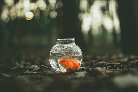 selective focus photography of common goldfish inside clear glass fish bowl thumbnail