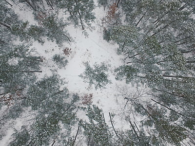 birds eye view of forest covered by snow thumbnail