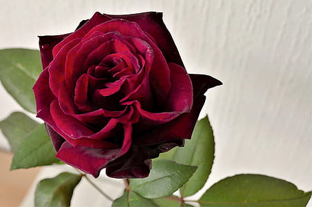 closeup photo of red rose flower thumbnail