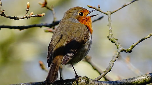 European robin on wood branch thumbnail