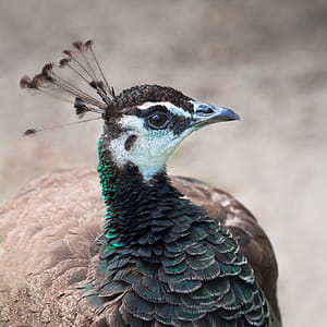Brown and Green Pheasant thumbnail
