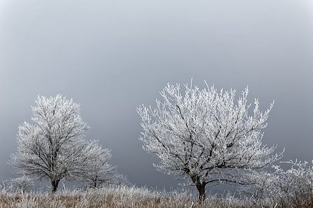 white leaf tree during day time thumbnail