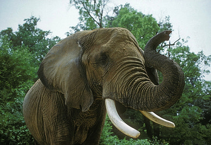 elephant near green trees during daytime thumbnail
