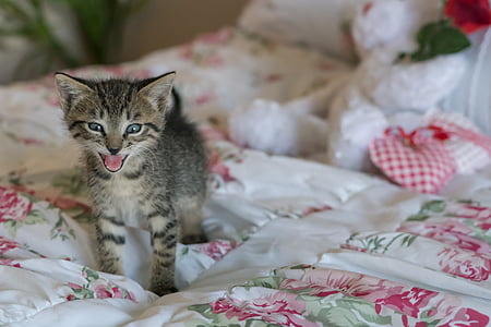 gray Tabby kitten on white and pink floral bed sheet thumbnail