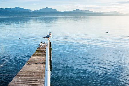 Brown and Silver Pier over Body of Water thumbnail