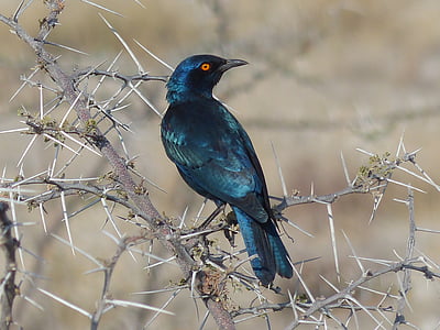 glossy-starling, bird, namibia, etoshapfanne, star, nature thumbnail