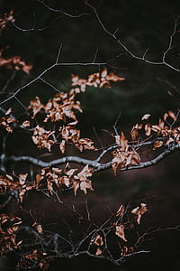 selective focus photography of brown leaves thumbnail