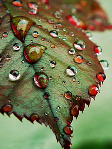 close up photography of green leaf with water dew thumbnail