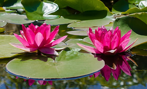 pink lotus flowers on bloom during daytime thumbnail