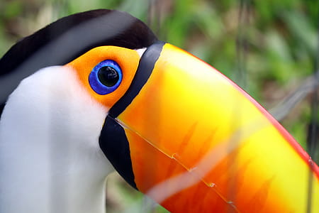 Toucan Clip Art thumbnail