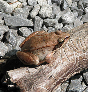 Wood Frog, Lithobates Sylvaticus thumbnail