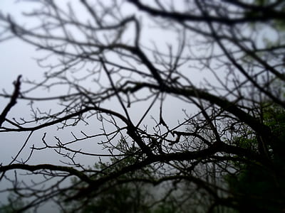 closeup photo of bare tree thumbnail