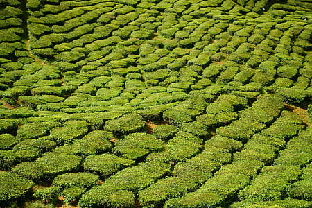 green grass thumbnail