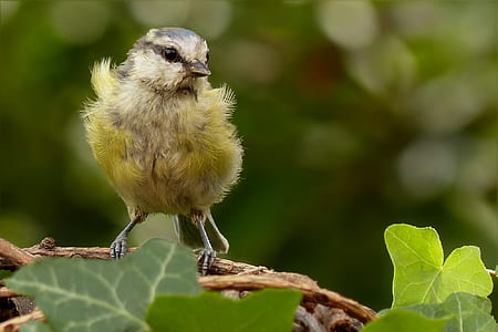 yellow and brown chick on green leafed plant thumbnail