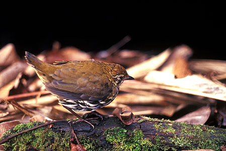 Striated Antthrush -- Chamaeza nobilis thumbnail
