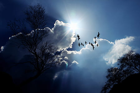 silhouette of bird and clouds during sunset thumbnail