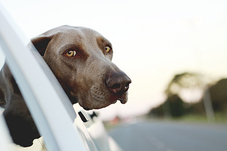 focus photography of short-coated brown and black dog thumbnail
