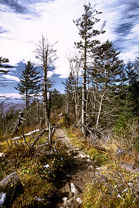 Trees and landscape in Great Smoky Mountains National Park, Tennessee thumbnail