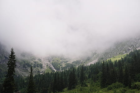green pine trees surrounded by fogs thumbnail