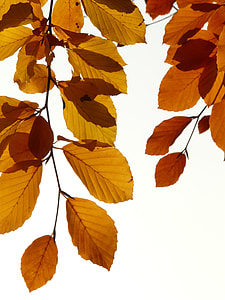 dried leaves thumbnail