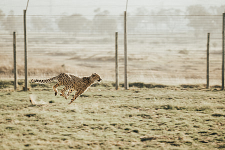 Cheetah in Motion thumbnail