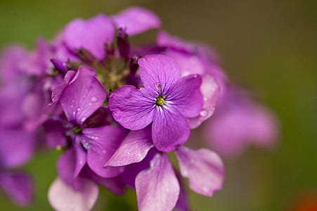 Shallow Focus Photography of Purple Flowers thumbnail