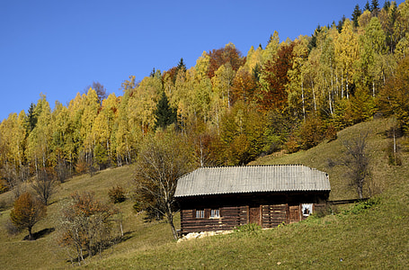 brown wooden house near trees during daytime thumbnail